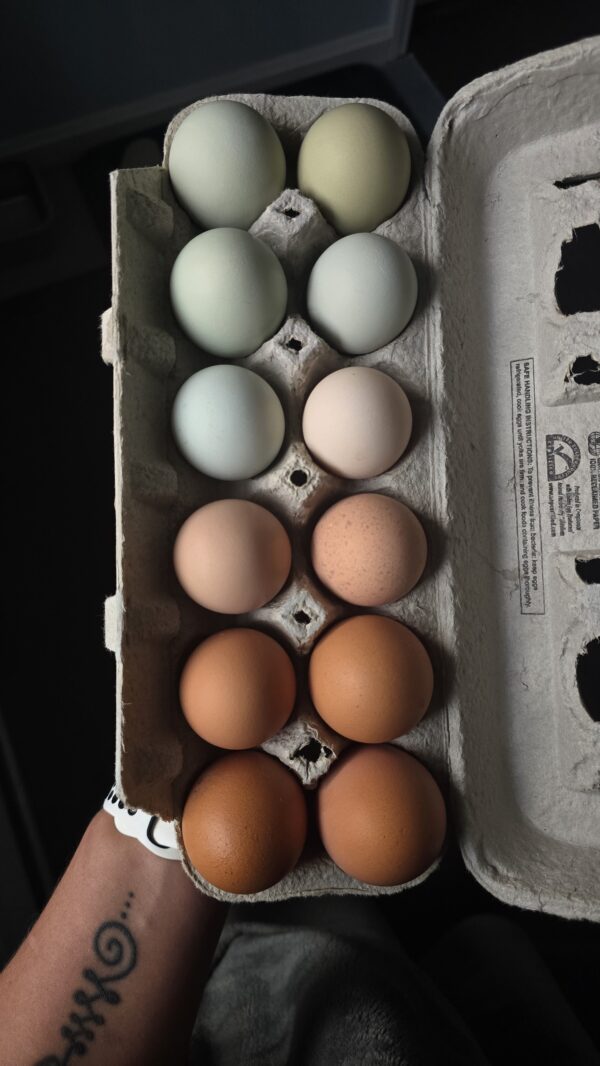 2025/08/7160-3-scaled.jpg hatching eggs