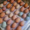 farm fresh eggs