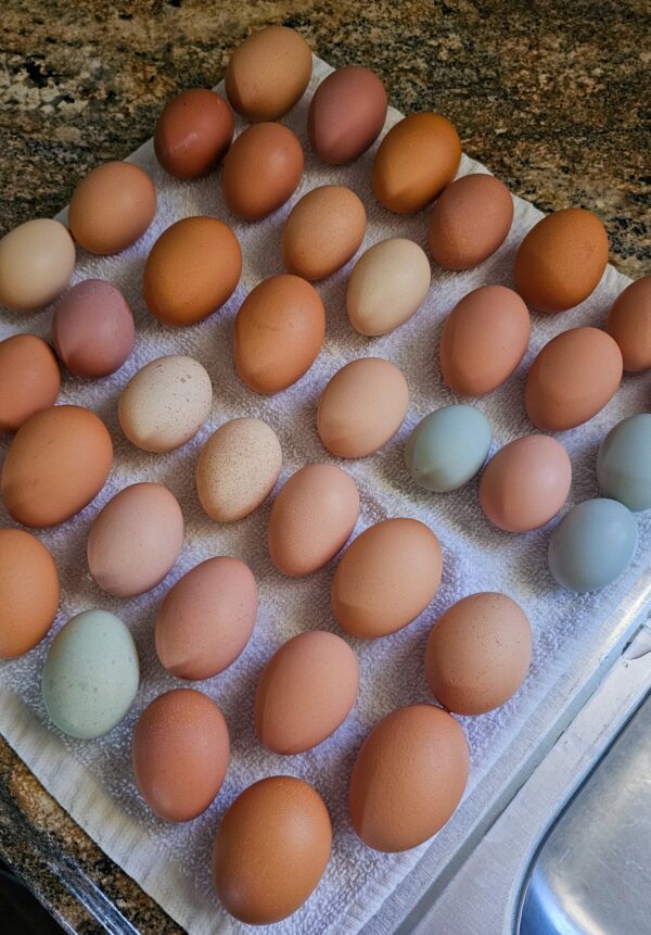 farm fresh eggs