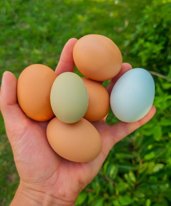 farm fresh eggs